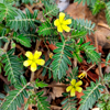 Tribulus terrestris - AbhiForce Composition 